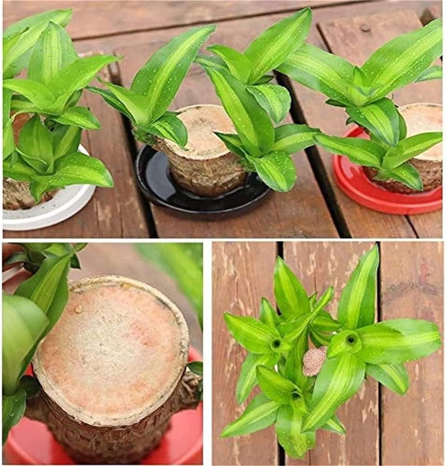 Family Health & Wealth Plant Lucky Wood, Mini Home Plant Decorations