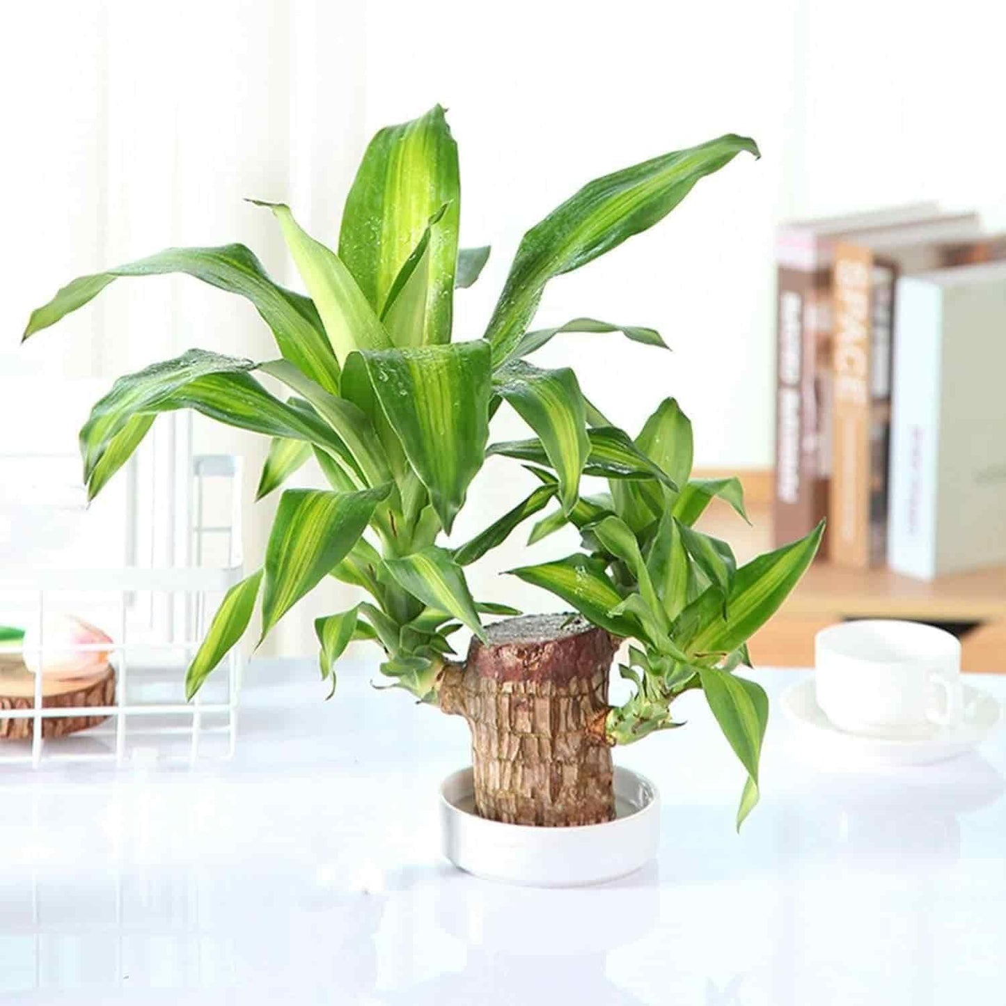 Family Health & Wealth Plant Lucky Wood, Mini Home Plant Decorations