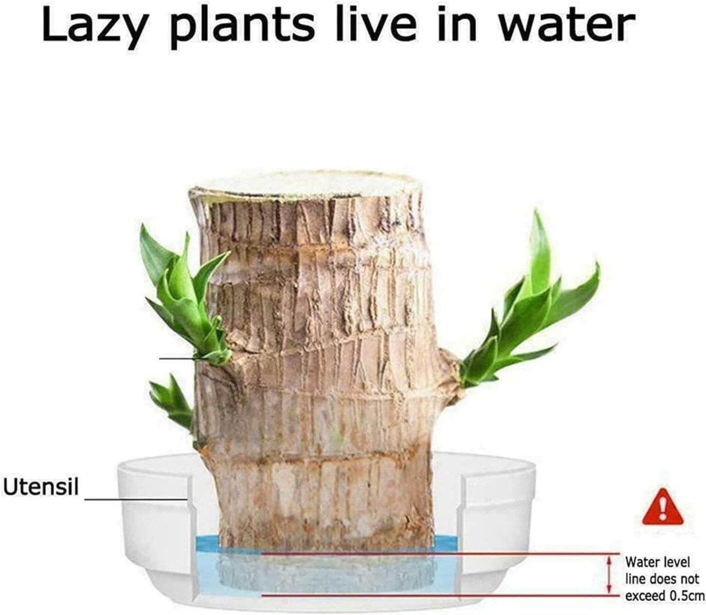 Family Health & Wealth Plant Lucky Wood, Mini Home Plant Decorations