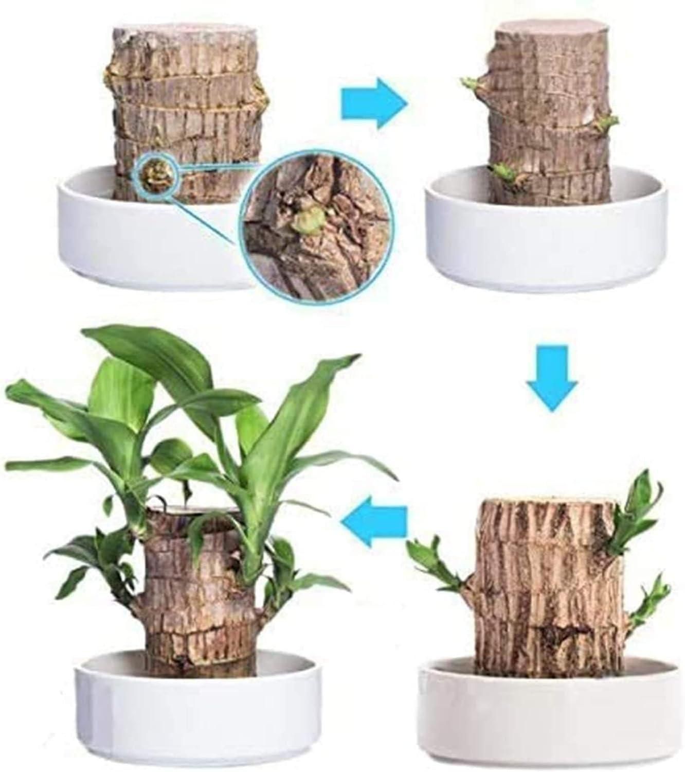 Family Health & Wealth Plant Lucky Wood, Mini Home Plant Decorations