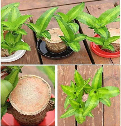Family Health & Wealth Plant Lucky Wood, Mini Home Plant Decorations