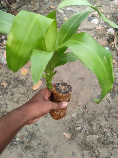 Family Health & Wealth Plant Lucky Wood, Mini Home Plant Decorations